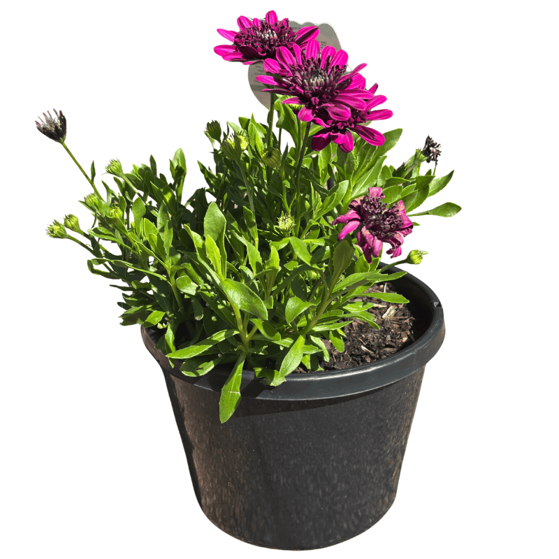 Osteospermum 3D Purple 20cm