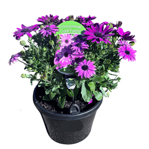 Osteospermum Dark Purple_20cm