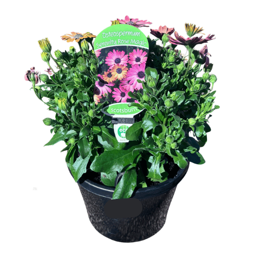 Osteospermum Serenity Rose Magic 20cm