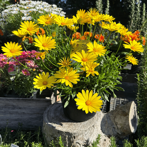 Osteospermum Voltage Yellow 20cm