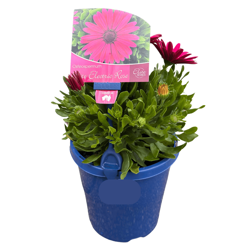 Osteospermum 'Electric Pink' 15cm