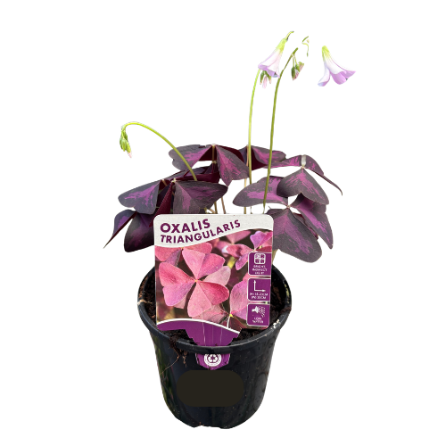 Oxalis triangularis Purple 13cm