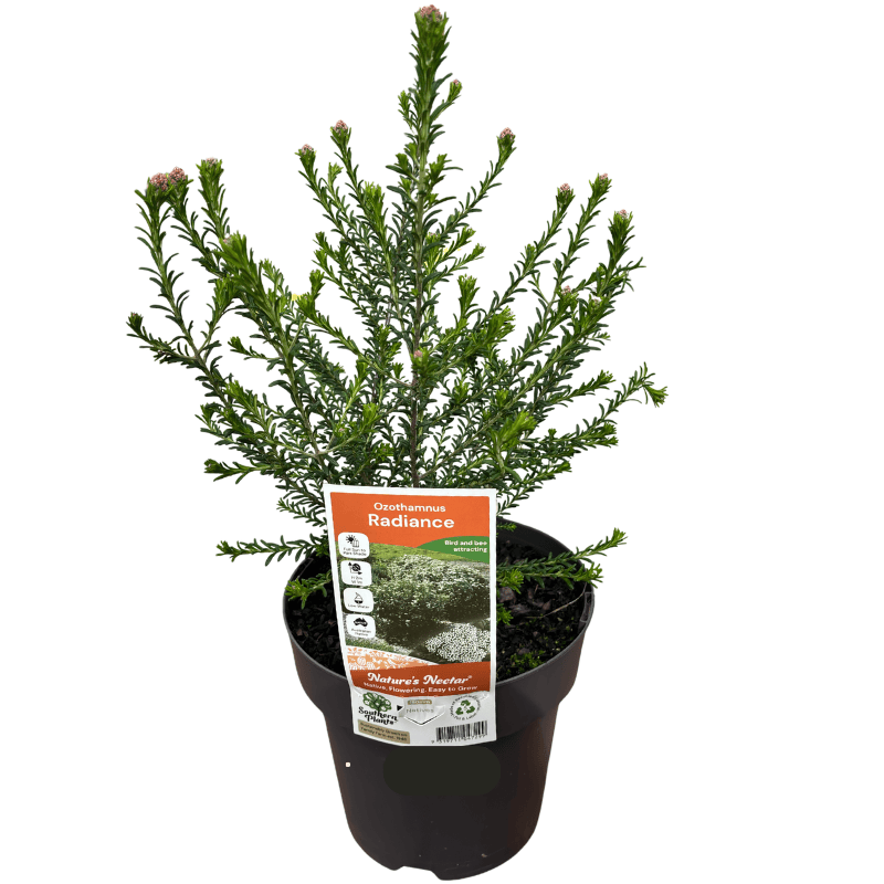 Ozothamnus diosmifolius Radiance 18cm