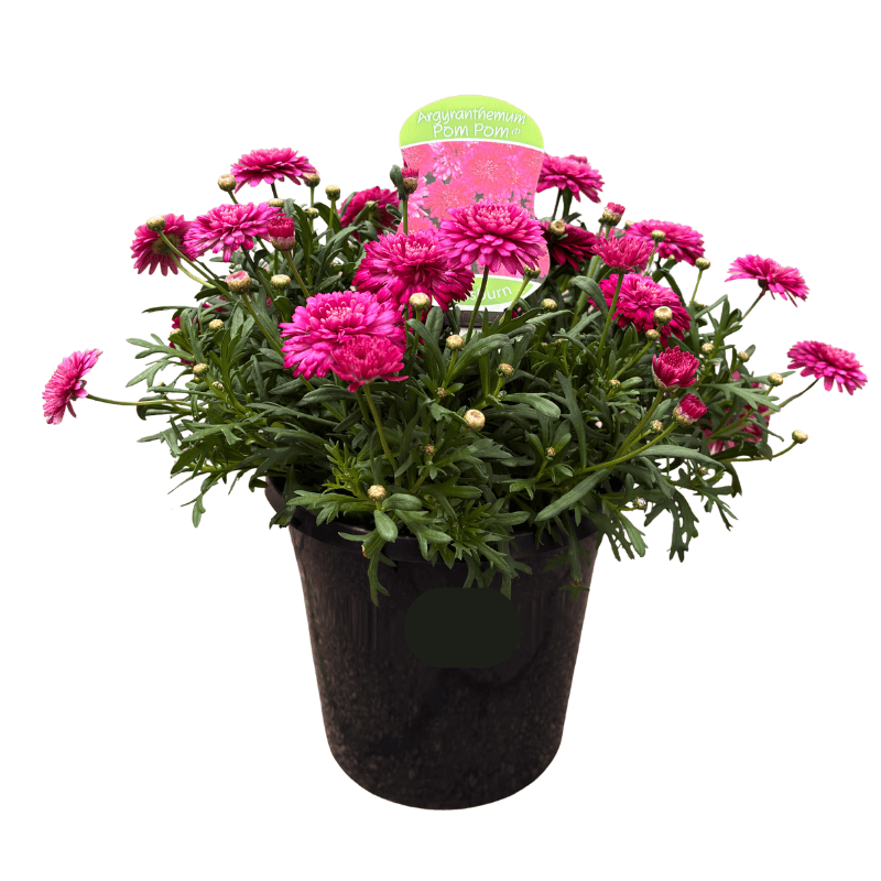 Argyranthemum Pom Pom Red 20cm