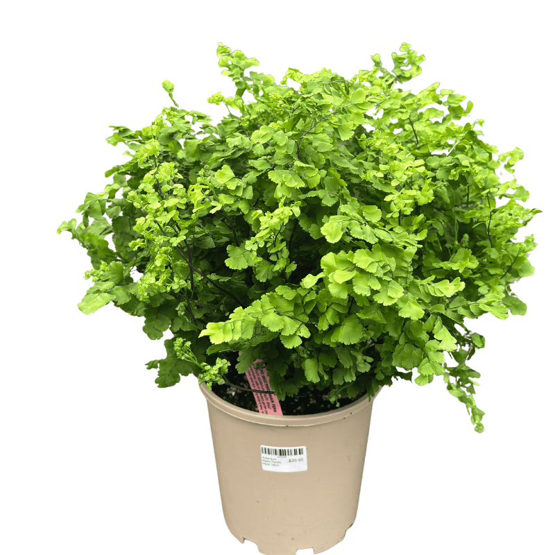 Adiantum raddianum 'Pacific Maid' 18cm