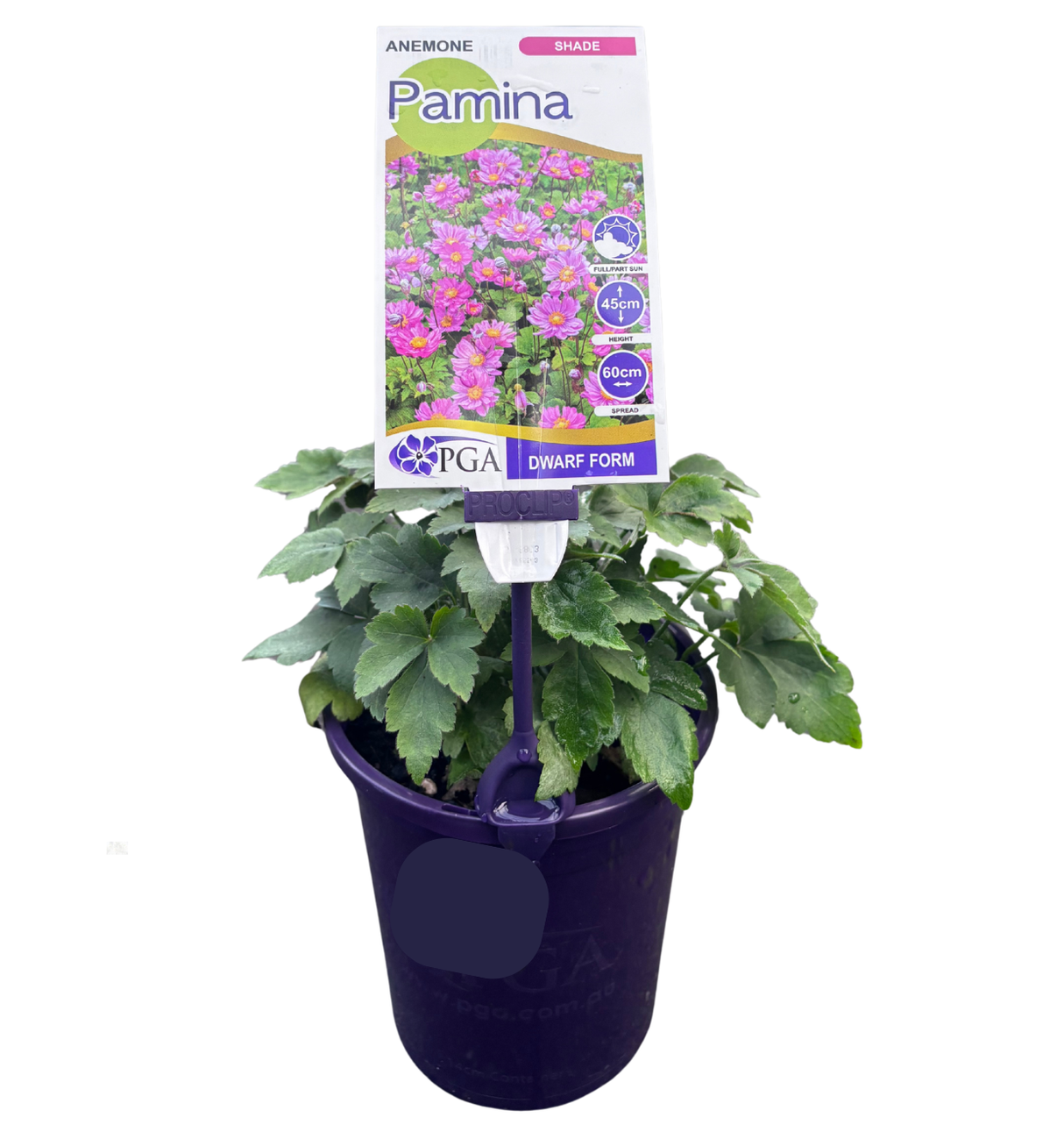 Anemone Pamina 14cm