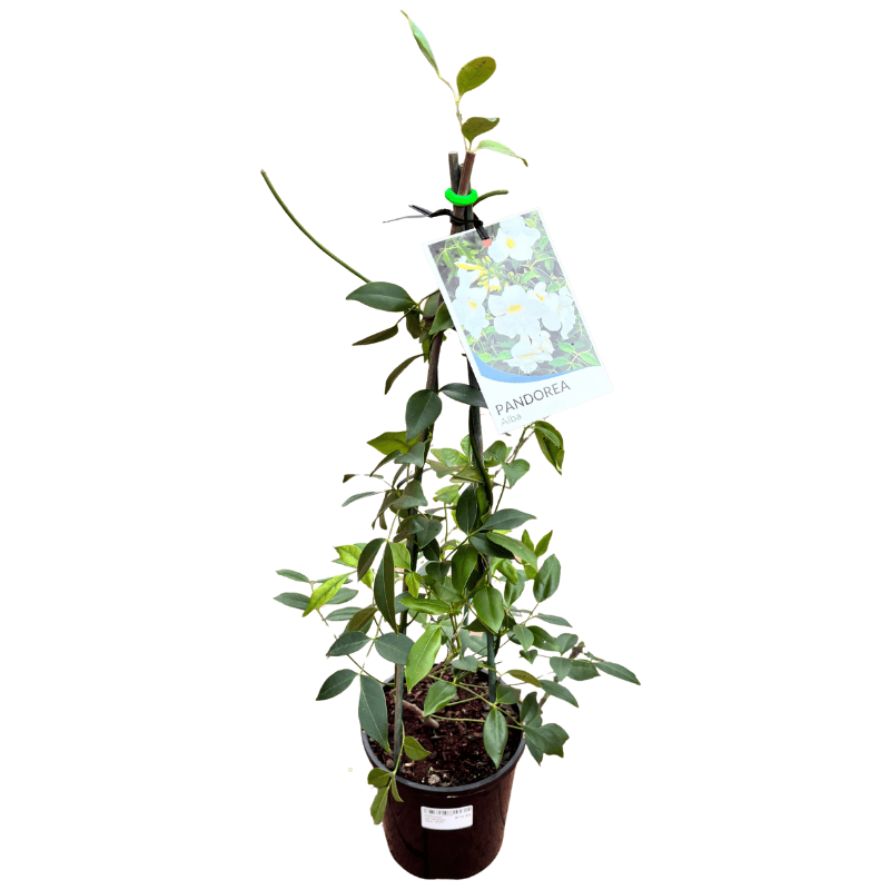 Pandorea pandorana Alba 20cm