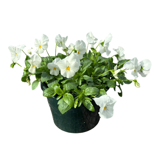 Pansy Assorted 20cm