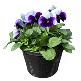 Pansy Assorted 20cm