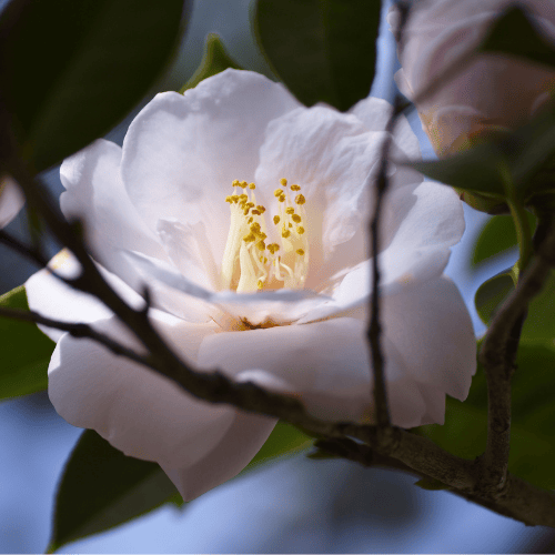 Camellia sasanqua Paradise Blush 15cm