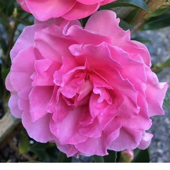 Camellia sasanqua With Love 25cm