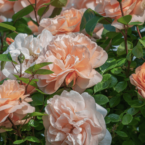 Rose Peach Profusion Bush 20cm