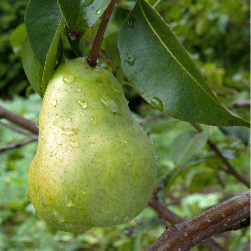 Pear 'Josephine de Malines' Dwarf