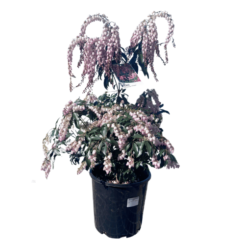 Pieris Assorted 20cm