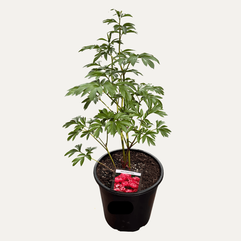 Peony Coral Charm 25cm