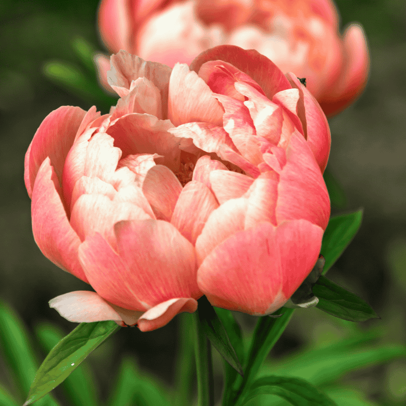 Peony Coral Charm 25cm