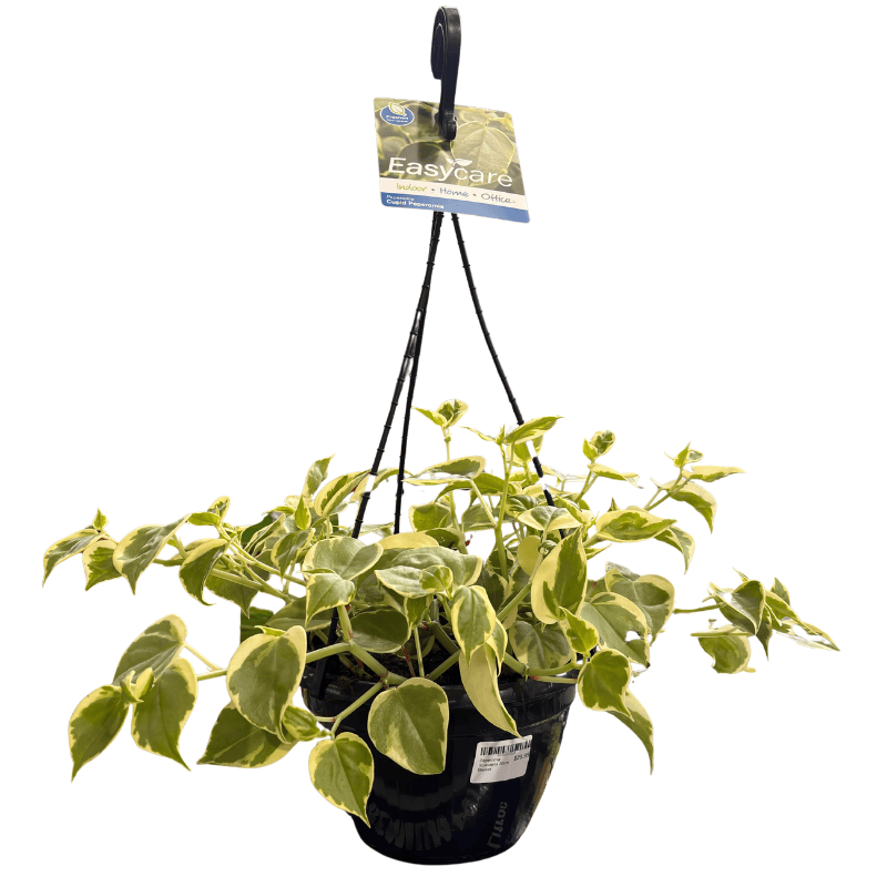 Peperomia scandens 20cm Basket