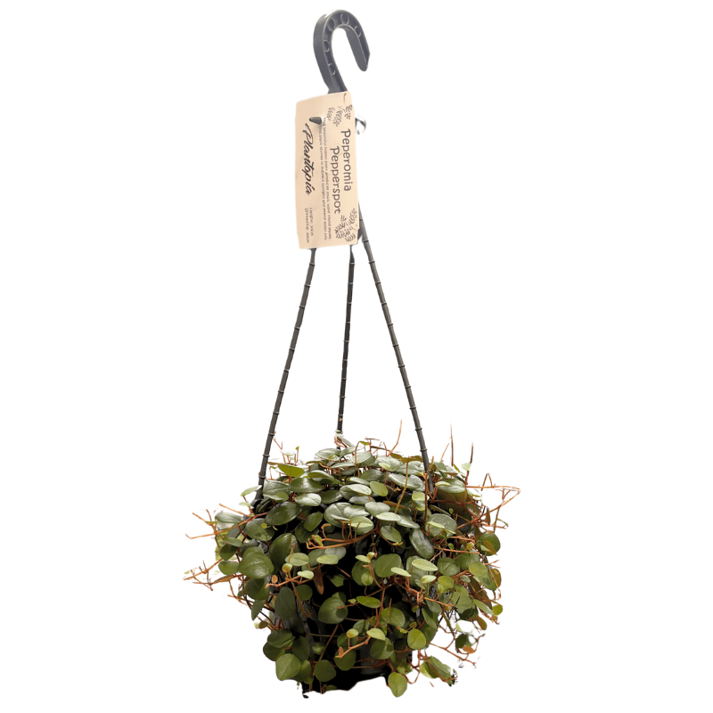 Peperomia Pepperspot 15cm Basket