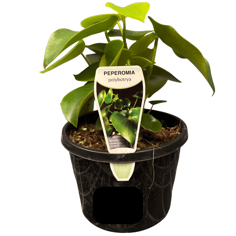 Peperomia polybotrya