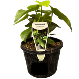 Peperomia polybotrya