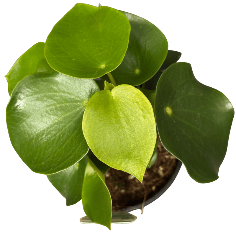 Peperomia polybotrya