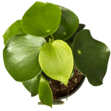 Peperomia polybotrya