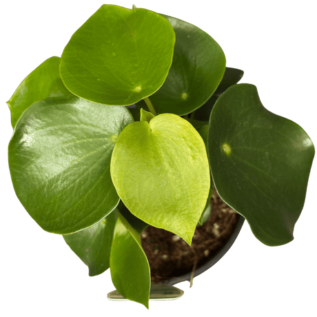 Peperomia polybotrya