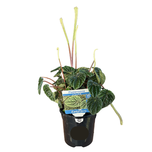 Peperomia caperata Lilian 13cm
