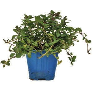 Peppermint 10cm