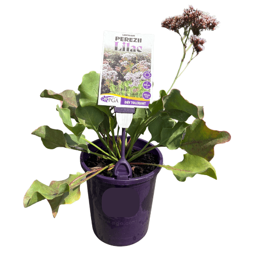 Limonium perezii Perezii Lilac 14cm