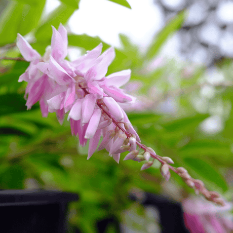 Indigofera 'Stupendulous Pink' 18cm