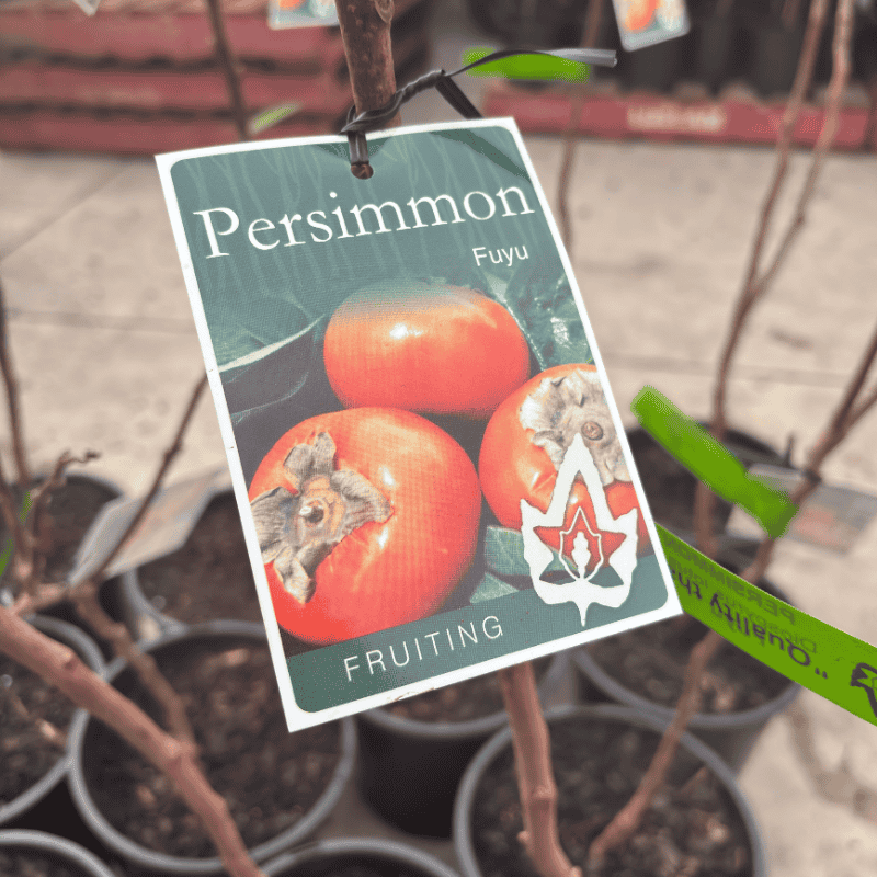 Persimmon Fuyu