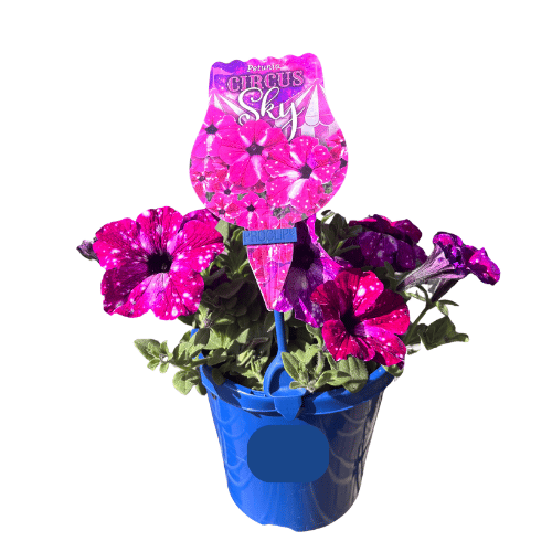 Petunia Circus Sky 15cm