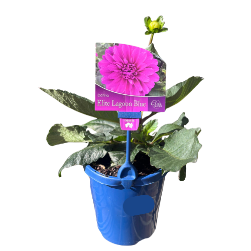 Dahlia Blue Lagoon 15cm