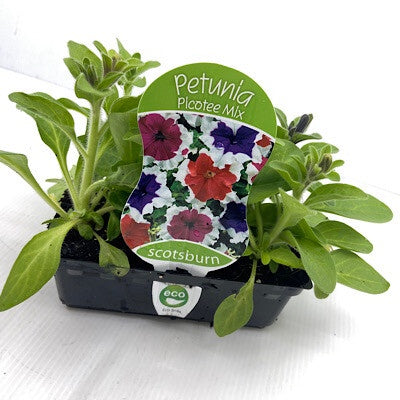 Petunia Picotee Mix Punnet