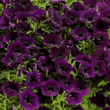 Petunia Supertunia Midnight 14cm