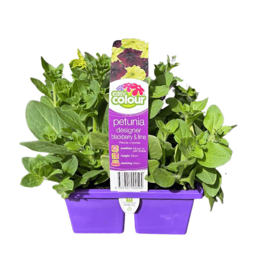 Petunia Blackberry & Lime