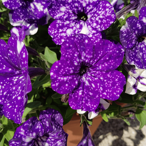 Petunia Night Sky 20cm