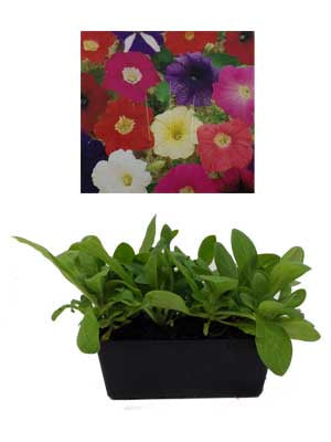 Petunia Bobby Dazzler Punnet