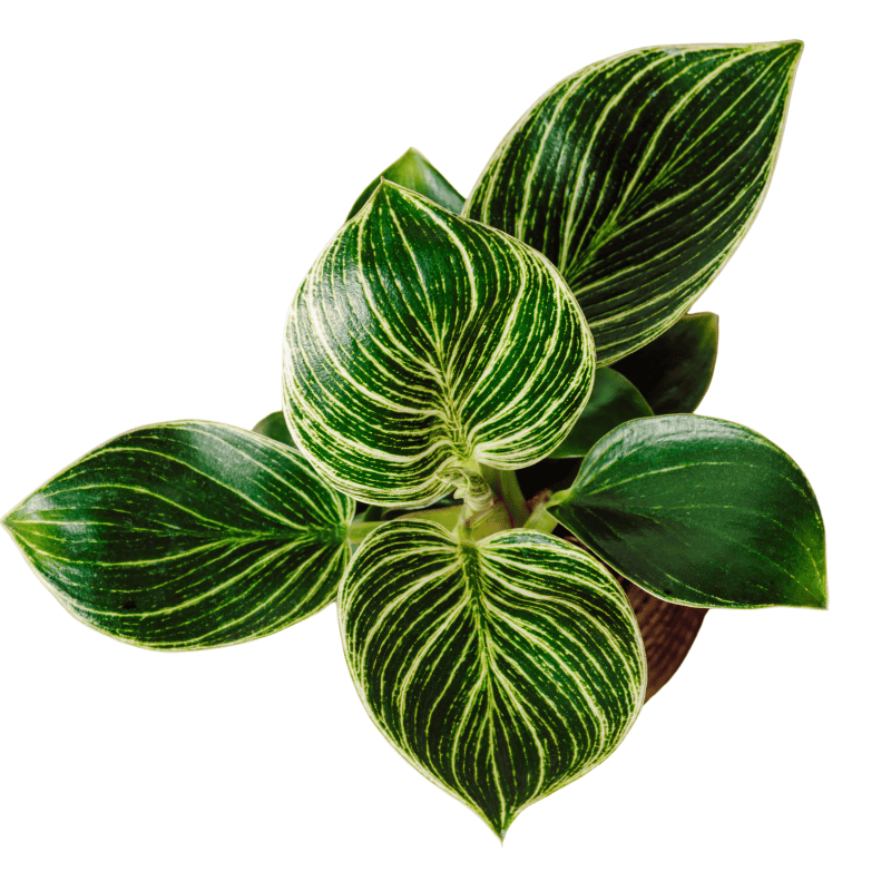 Philodendron Birkin 13cm