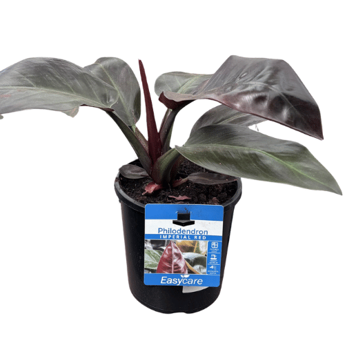 Philodendron Imperial Red 17cm