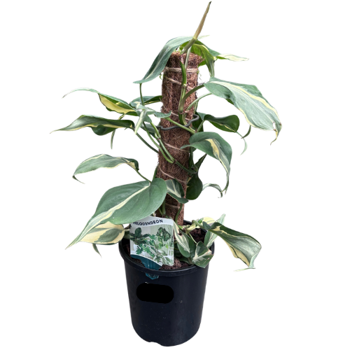 Philodendron cordatum Rio 17cm Totem