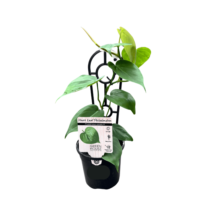 Philodendron cordatum 13cm