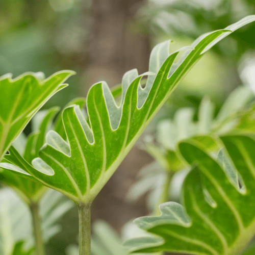 Philodendron xanadu 30cm