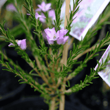 Philotheca nodiflora 14cm