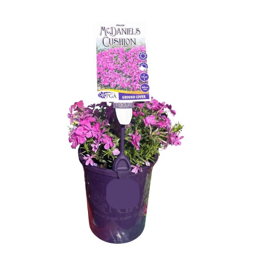 Phlox McDaniel's Cushion 14cm