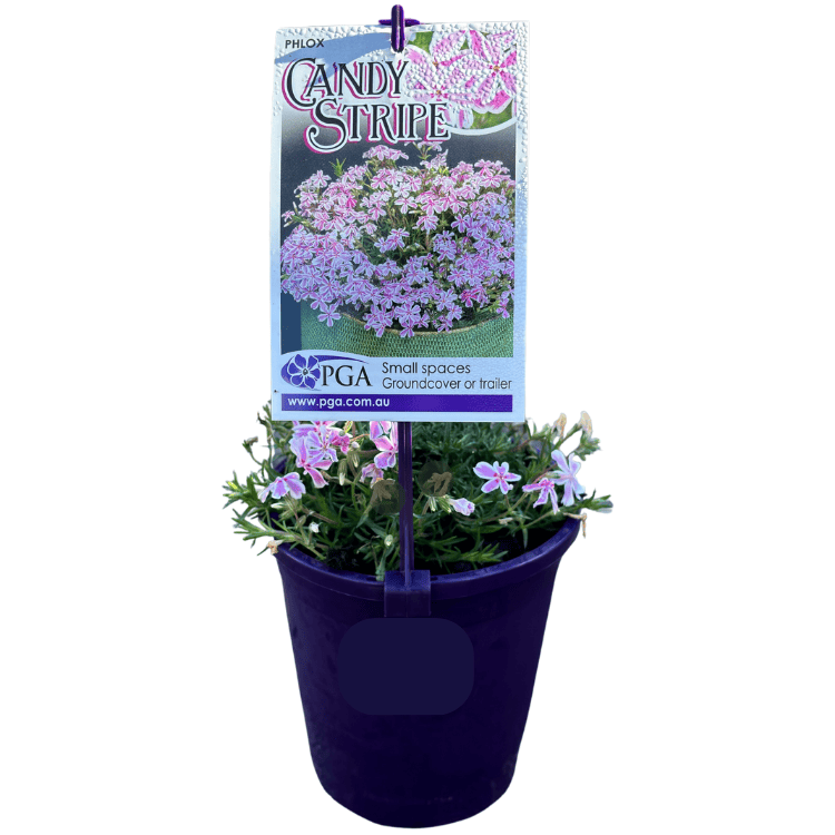 Phlox Candy Stripe 14cm