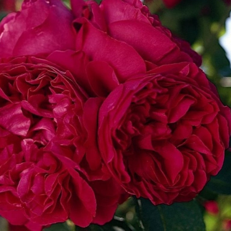 Rose Red Pierre de Ronsard Climbing 20cm