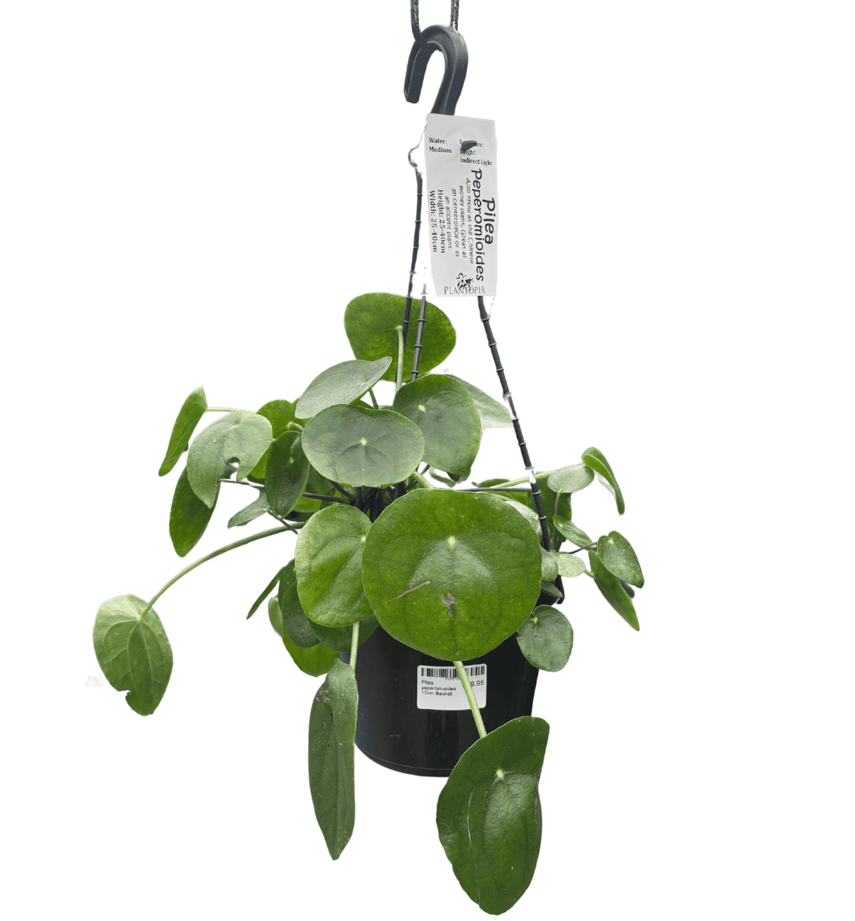 Pilea peperomioides 15cm Basket