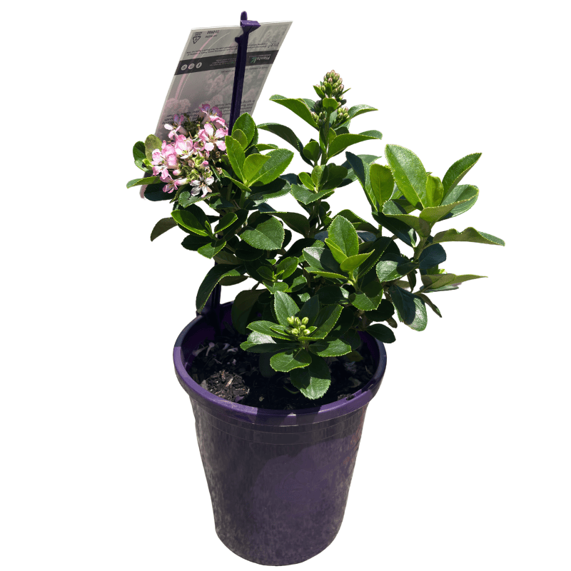Escallonia Pink Elle 14cm